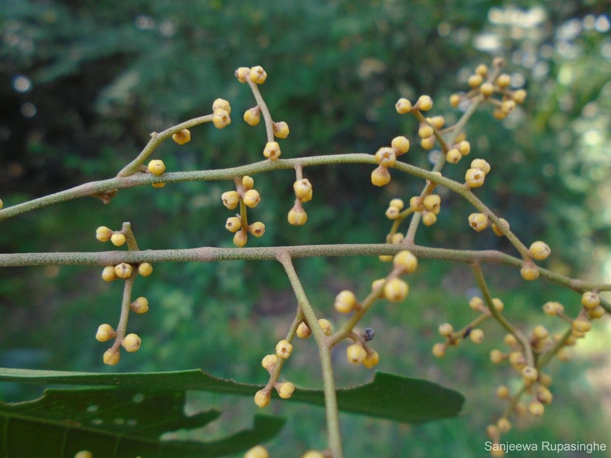 Aglaia elaeagnoidea (A.Juss.) Benth.